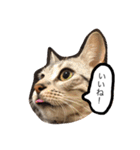 ベンガル猫たちの日常（個別スタンプ：27）