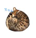 ベンガル猫たちの日常（個別スタンプ：33）