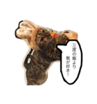 ベンガル猫たちの日常（個別スタンプ：34）