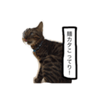 ベンガル猫たちの日常（個別スタンプ：35）