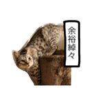 ベンガル猫たちの日常（個別スタンプ：36）