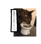 ベンガル猫たちの日常（個別スタンプ：37）