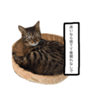 ベンガル猫たちの日常（個別スタンプ：38）