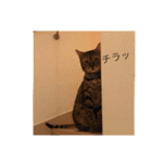 ベンガル猫たちの日常（個別スタンプ：39）