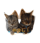 ベンガル猫たちの日常（個別スタンプ：40）