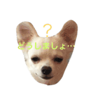 ゆずまるる（個別スタンプ：8）