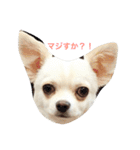ゆずまるる（個別スタンプ：15）