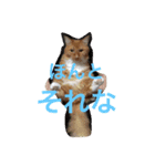 きなことじじとしゅけとろみの日常（個別スタンプ：1）