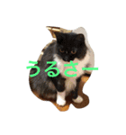 きなことじじとしゅけとろみの日常（個別スタンプ：6）