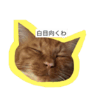 きなことじじとしゅけとろみの日常（個別スタンプ：7）
