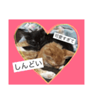 きなことじじとしゅけとろみの日常（個別スタンプ：9）