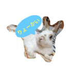 きなことじじとしゅけとろみの日常（個別スタンプ：21）