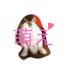 きなことじじとしゅけとろみの日常（個別スタンプ：24）