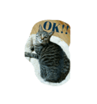 猫のモカちゃんスタンプ（個別スタンプ：2）