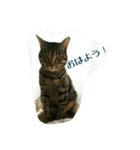 猫のモカちゃんスタンプ（個別スタンプ：4）