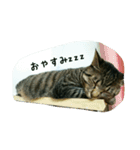 猫のモカちゃんスタンプ（個別スタンプ：5）