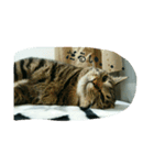 猫のモカちゃんスタンプ（個別スタンプ：6）