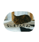 猫のモカちゃんスタンプ（個別スタンプ：7）