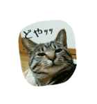 猫のモカちゃんスタンプ（個別スタンプ：8）