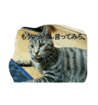 猫のモカちゃんスタンプ（個別スタンプ：9）