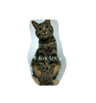 猫のモカちゃんスタンプ（個別スタンプ：10）