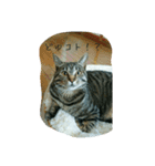 猫のモカちゃんスタンプ（個別スタンプ：11）