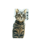 猫のモカちゃんスタンプ（個別スタンプ：13）