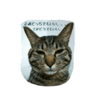 猫のモカちゃんスタンプ（個別スタンプ：14）