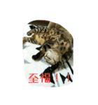 猫のモカちゃんスタンプ（個別スタンプ：16）