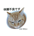 茶トラ猫とマルチーズがいる生活（個別スタンプ：4）