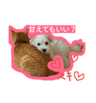 茶トラ猫とマルチーズがいる生活（個別スタンプ：5）