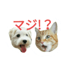 茶トラ猫とマルチーズがいる生活（個別スタンプ：6）