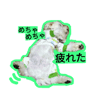 茶トラ猫とマルチーズがいる生活（個別スタンプ：7）