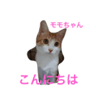 Cat's our from Max became happy（個別スタンプ：1）