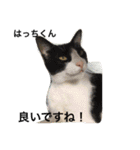 Cat's our from Max became happy（個別スタンプ：2）