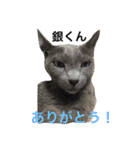 Cat's our from Max became happy（個別スタンプ：4）