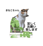 Cat's our from Max became happy（個別スタンプ：5）