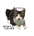 Cat's our from Max became happy（個別スタンプ：6）
