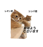 Cat's our from Max became happy（個別スタンプ：8）