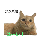 Cat's our from Max became happy（個別スタンプ：10）