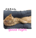 Cat's our from Max became happy（個別スタンプ：11）