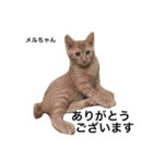 Cat's our from Max became happy（個別スタンプ：12）
