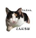 Cat's our from Max became happy（個別スタンプ：15）