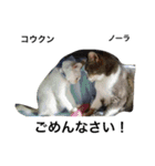 Cat's our from Max became happy（個別スタンプ：19）