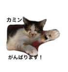 Cat's our from Max became happy（個別スタンプ：20）