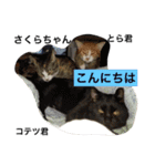 Cat's our from Max became happy（個別スタンプ：21）