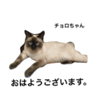 Cat's our from Max became happy（個別スタンプ：22）