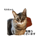 Cat's our from Max became happy（個別スタンプ：23）