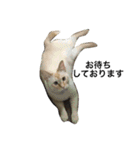 Cat's our from Max became happy（個別スタンプ：24）