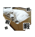 佐々木家の柚子スタンプpart.2（個別スタンプ：15）
